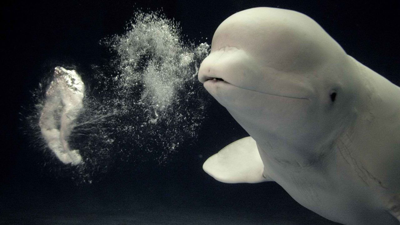 Beluga Whale Wallpapers for Laptop