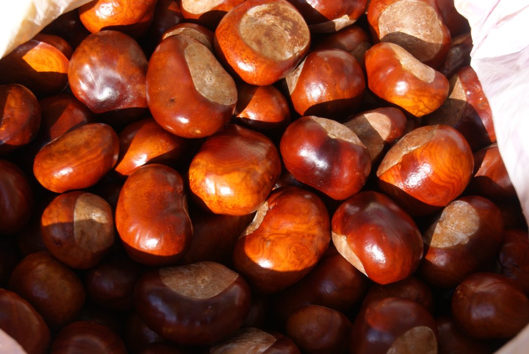 Chestnut