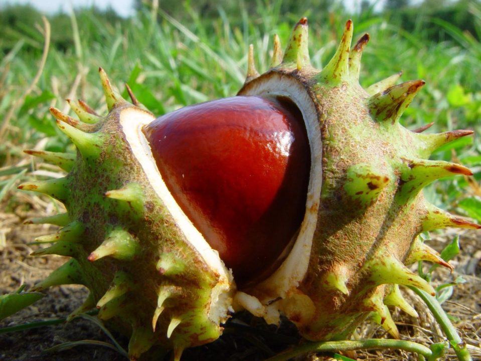 Chestnut Background images