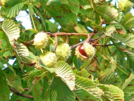 Chestnut Photo Gallery