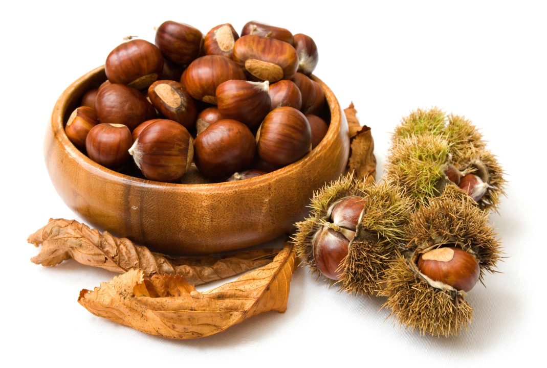 Chestnut Pics