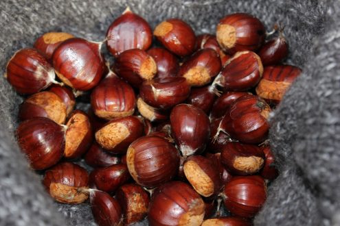 Chestnut images