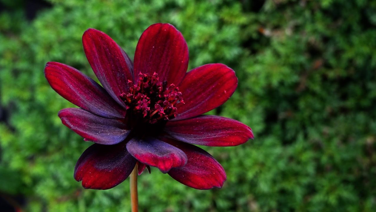 Chocolate Cosmos