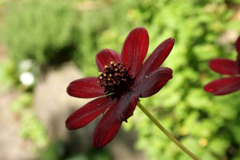 Chocolate Cosmos Photo Gallery