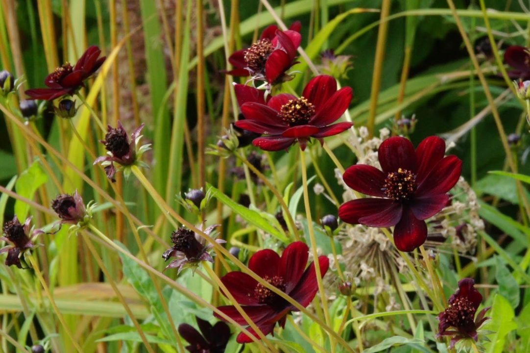 Chocolate Cosmos Pics