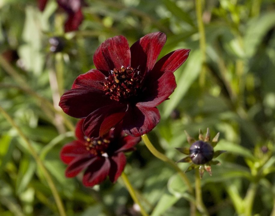 Chocolate Cosmos images