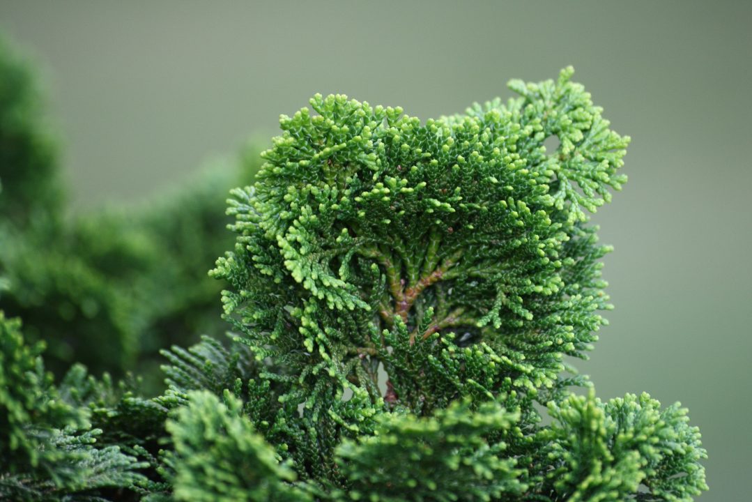 Cypress Wallpapers