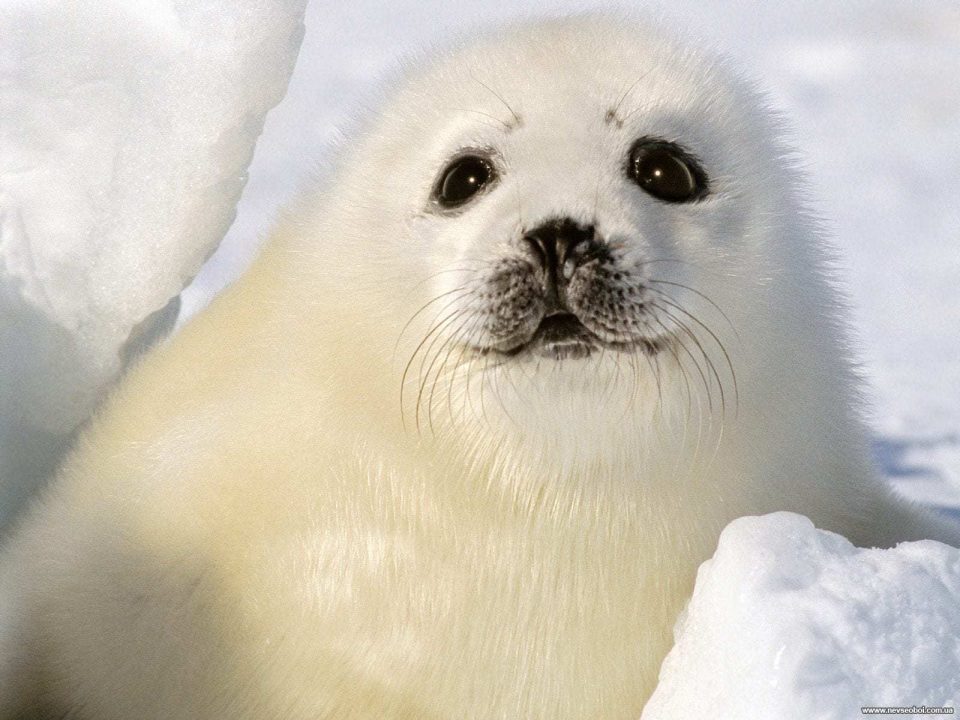 Harp Seal