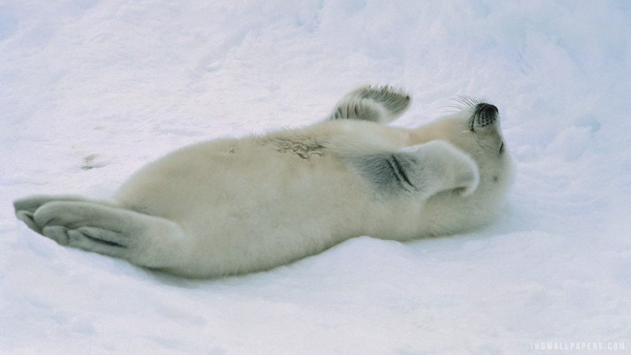 Harp Seal Background