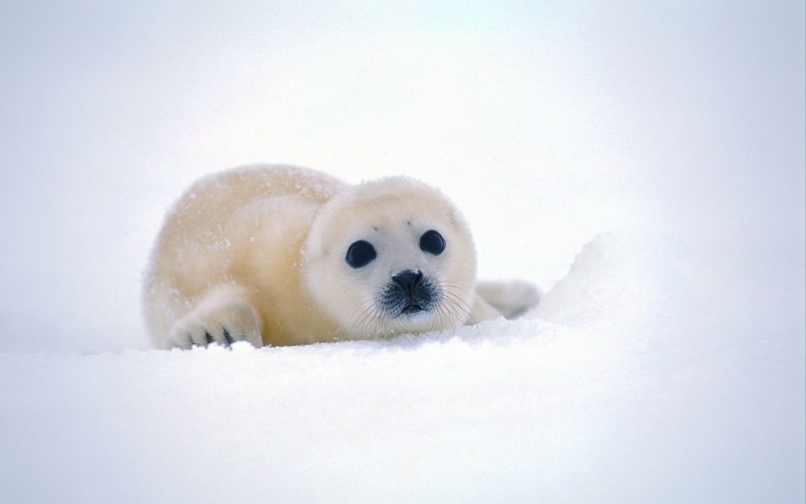 Harp Seal Background images