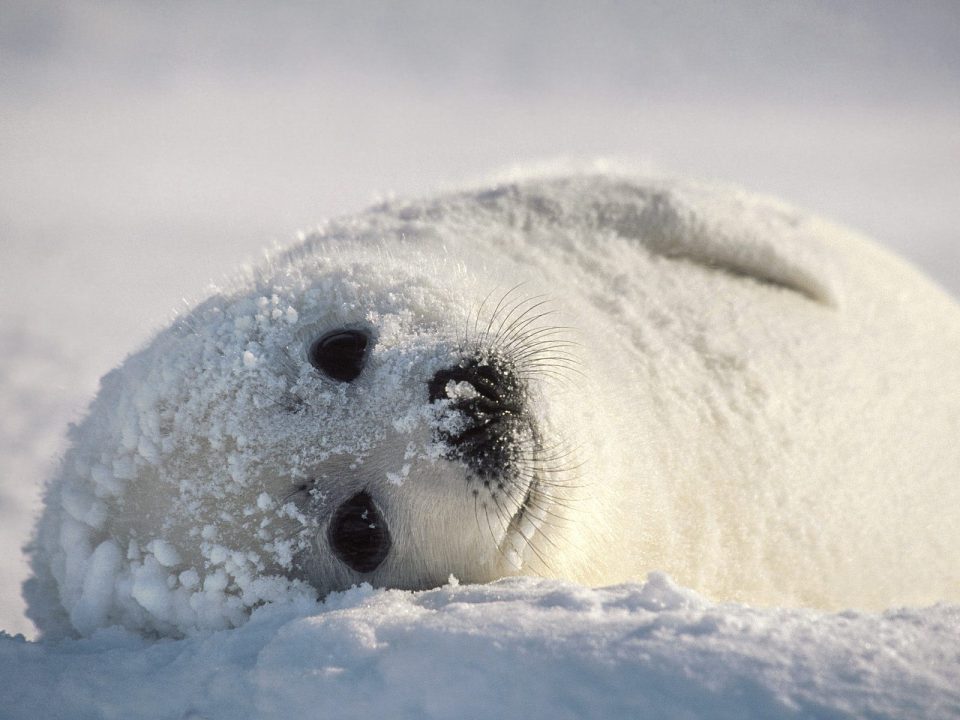 Harp Seal Computer Wallpapers