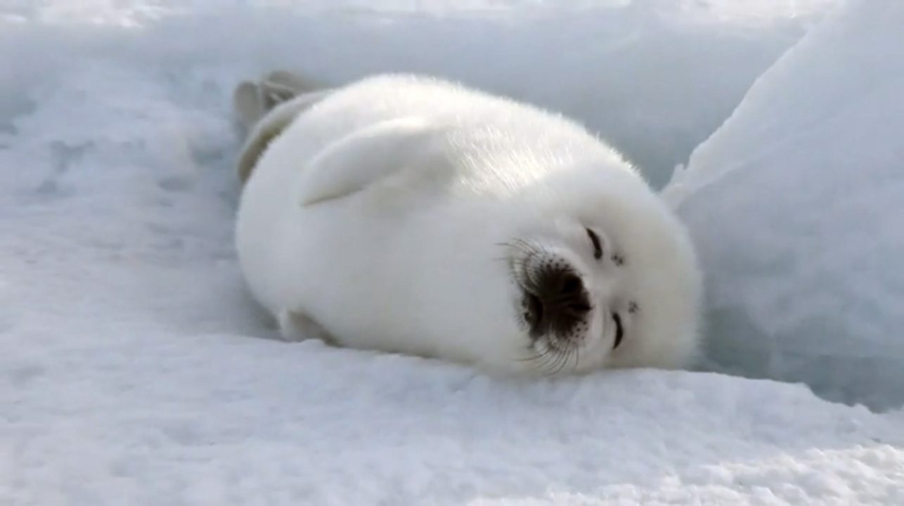 Harp Seal Desktop images