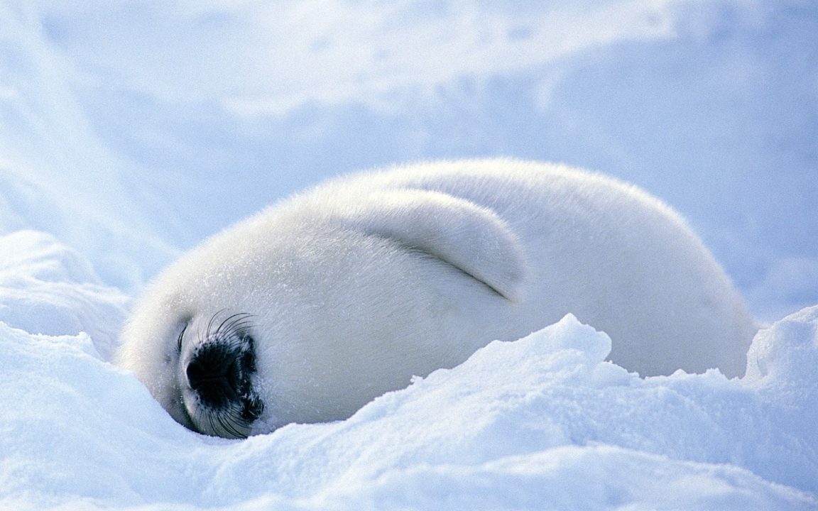 Harp Seal Free Wallpapers