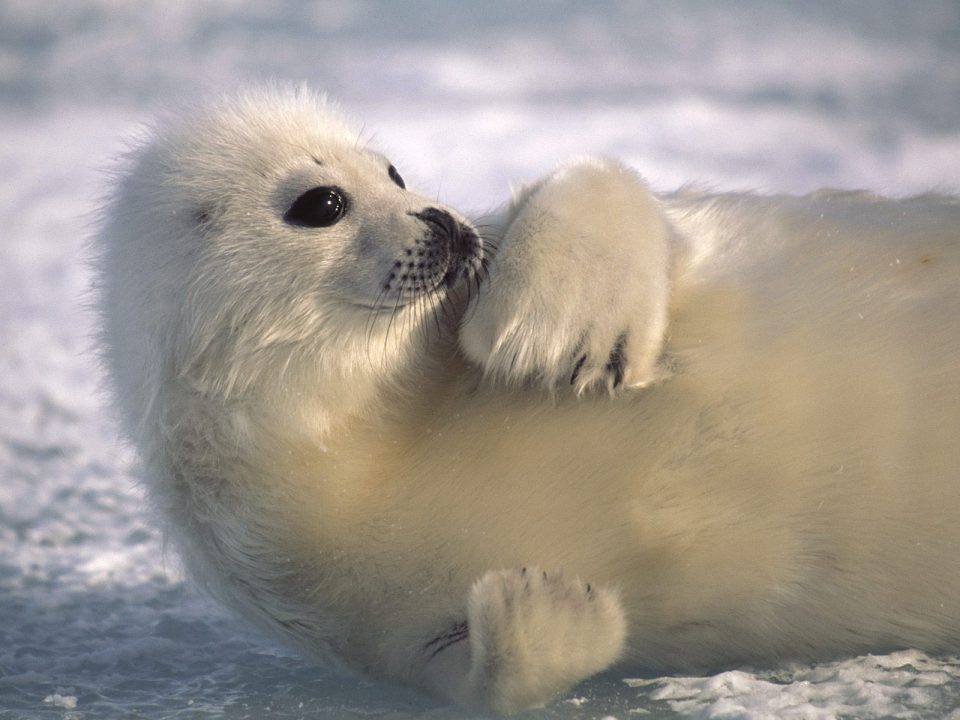 Harp Seal Gallery