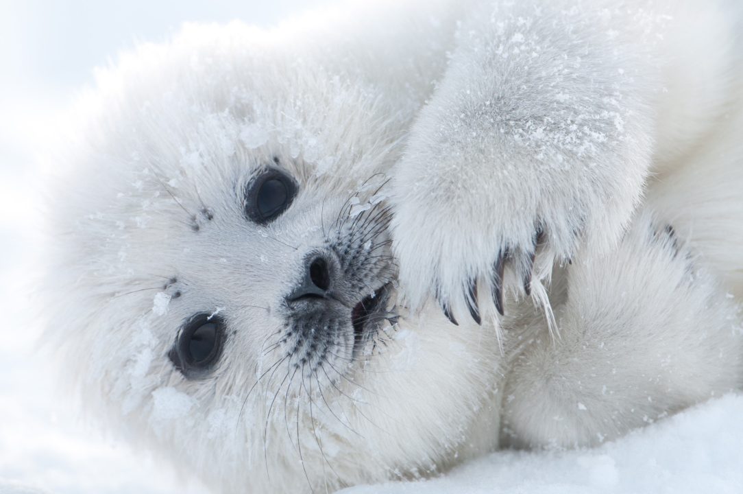 Harp Seal High Definition Wallpapers