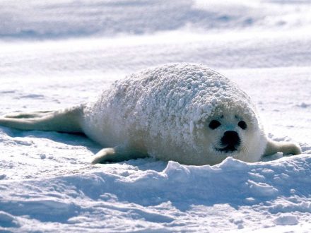 Harp Seal Laptop Wallpapers