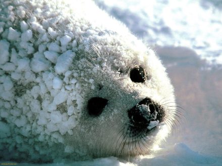 Harp Seal Photo Gallery