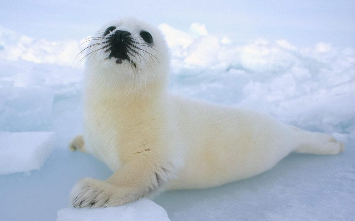 Harp Seal Photos