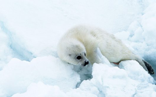 Harp Seal Pics