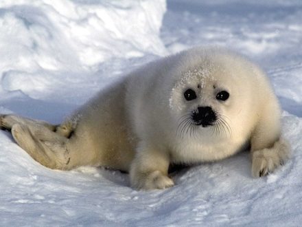 Harp Seal Pictures