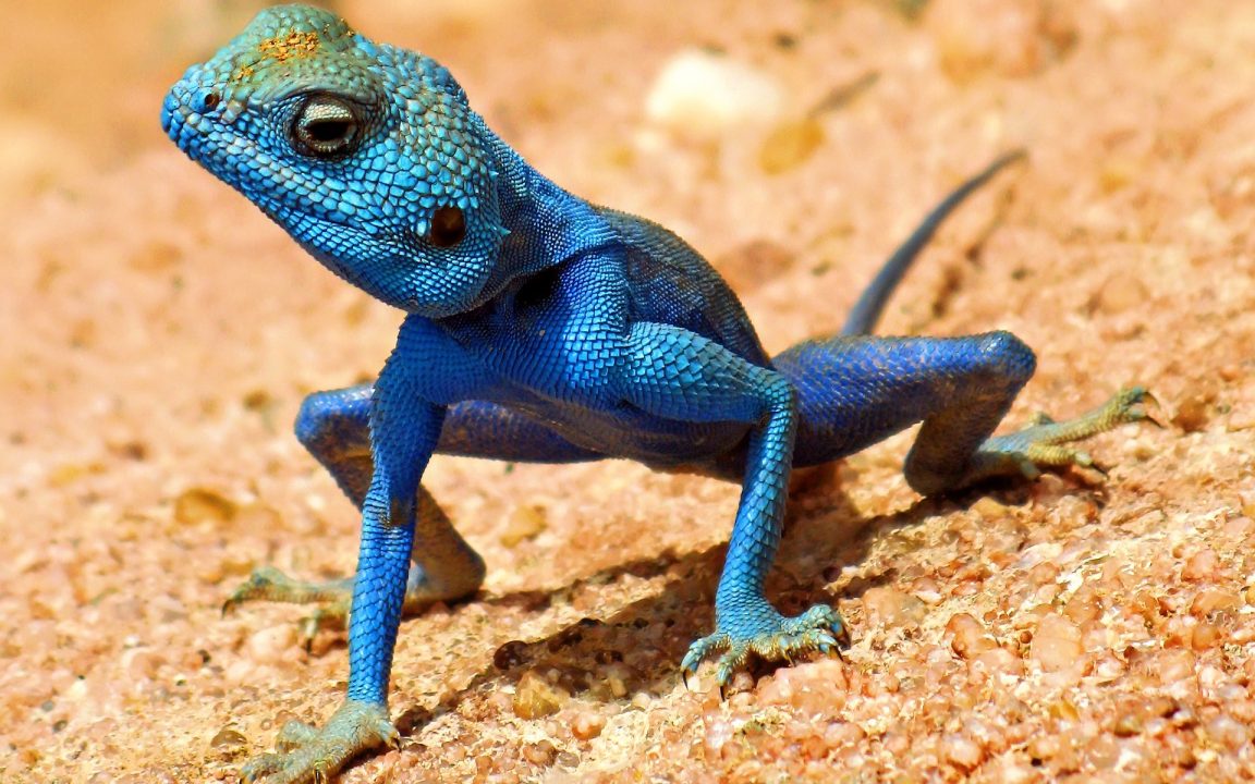 Lizard Background images