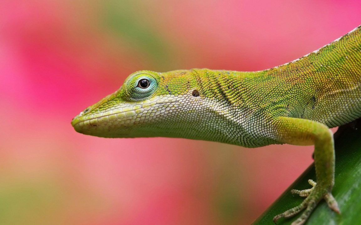 Lizard Desktop Wallpapers