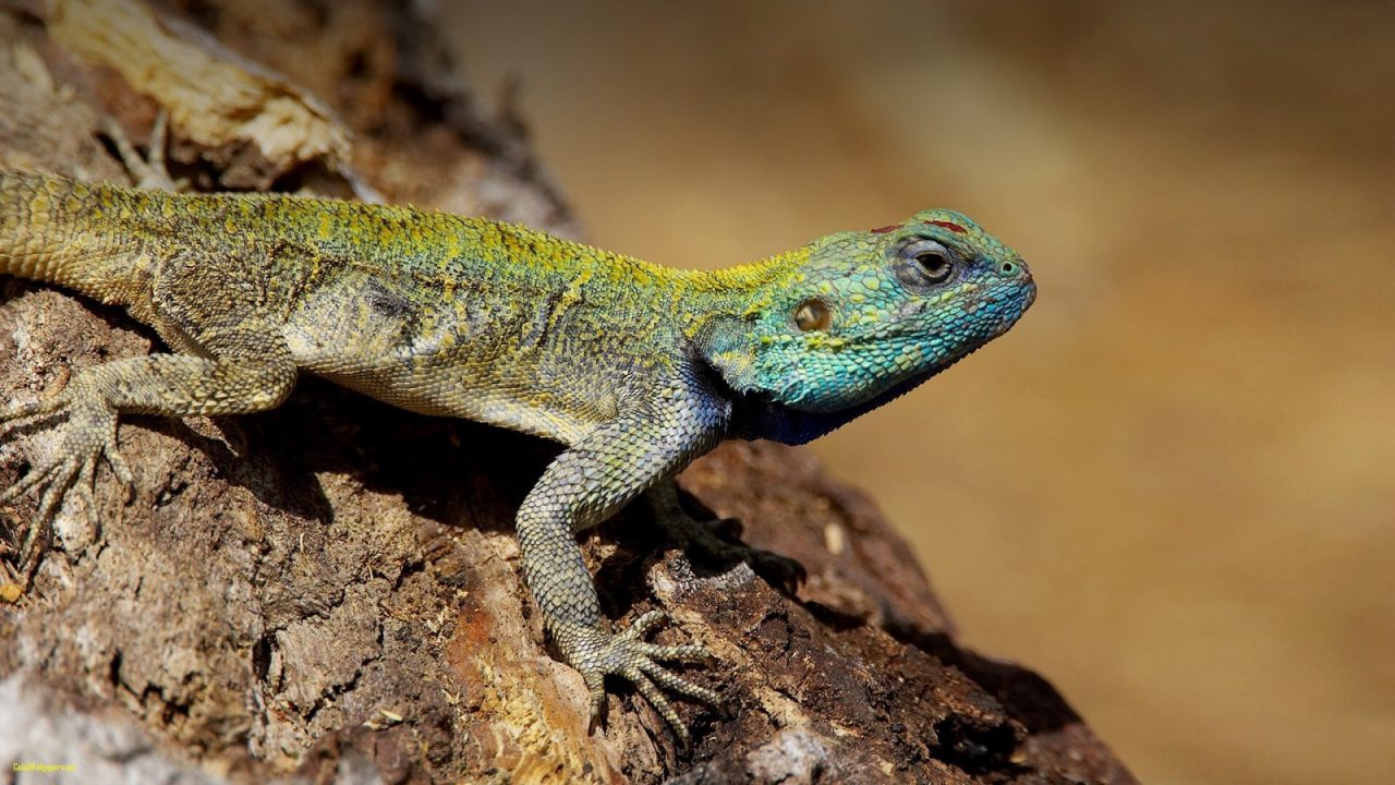 Lizard Laptop Wallpapers