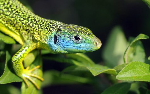 Lizard PC Wallpapers