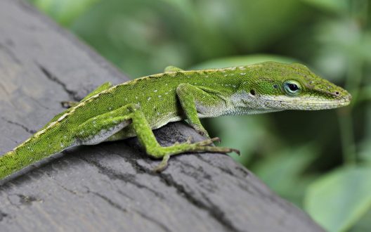 Lizard Photos