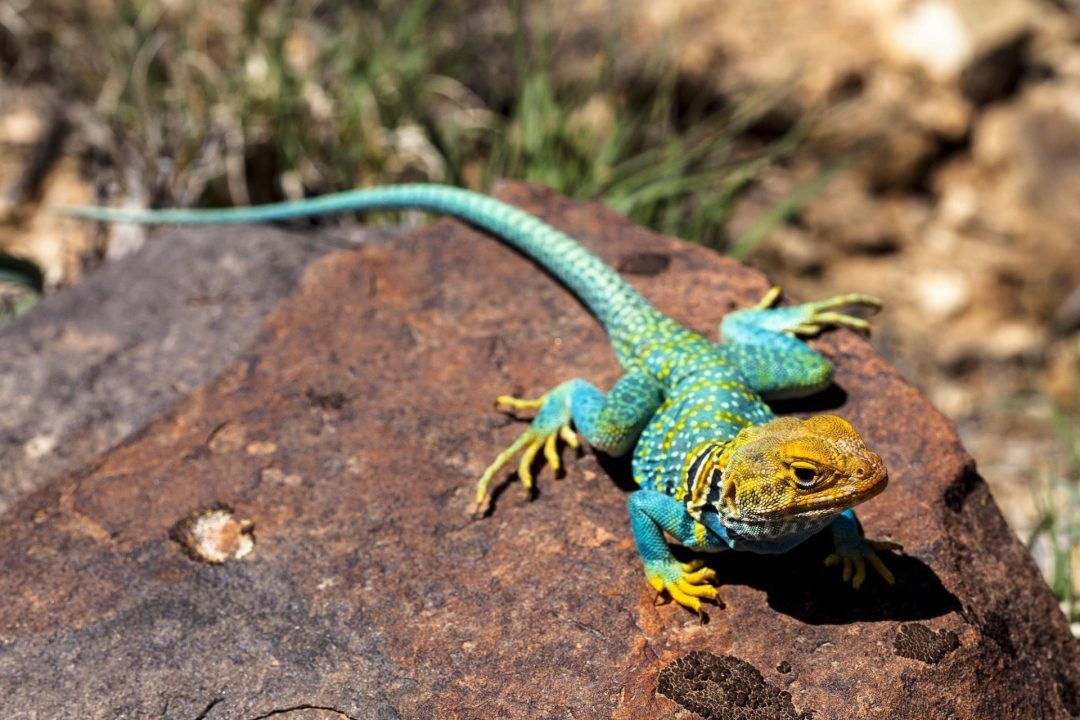 Lizard Wallpapers