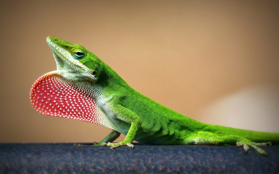 Lizard Wallpapers for Computer