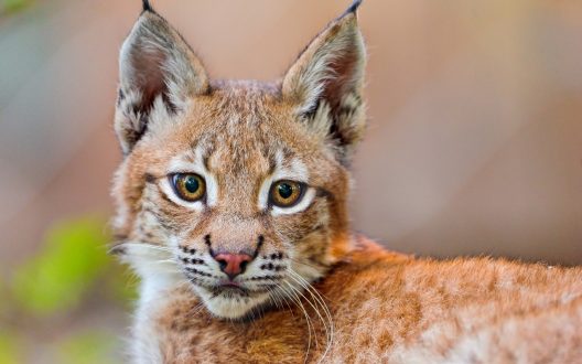 Lynx