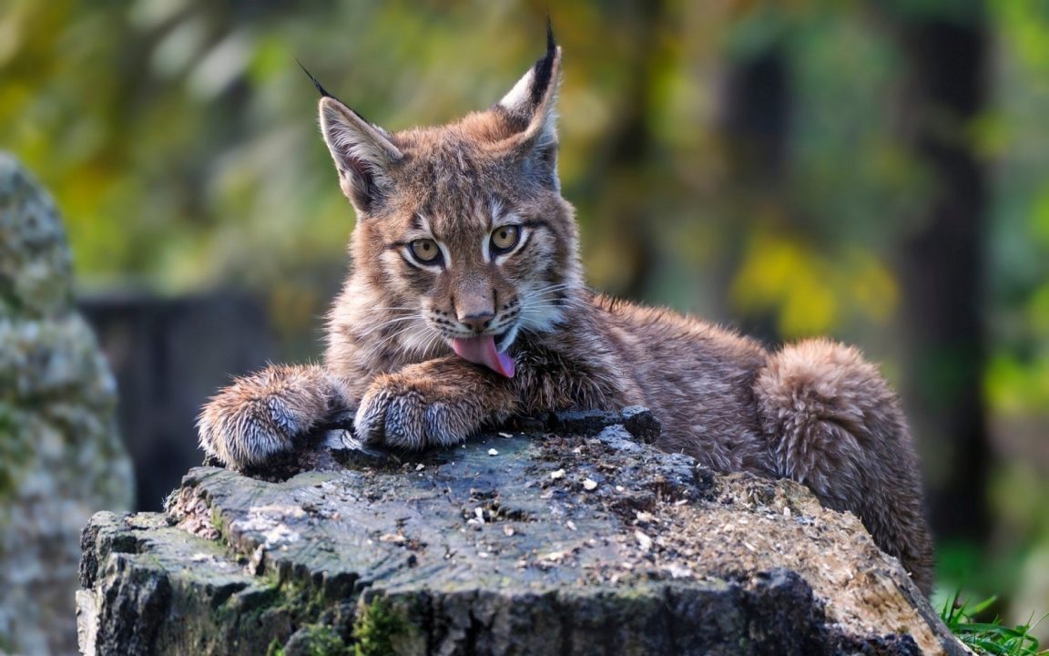 Lynx Background images