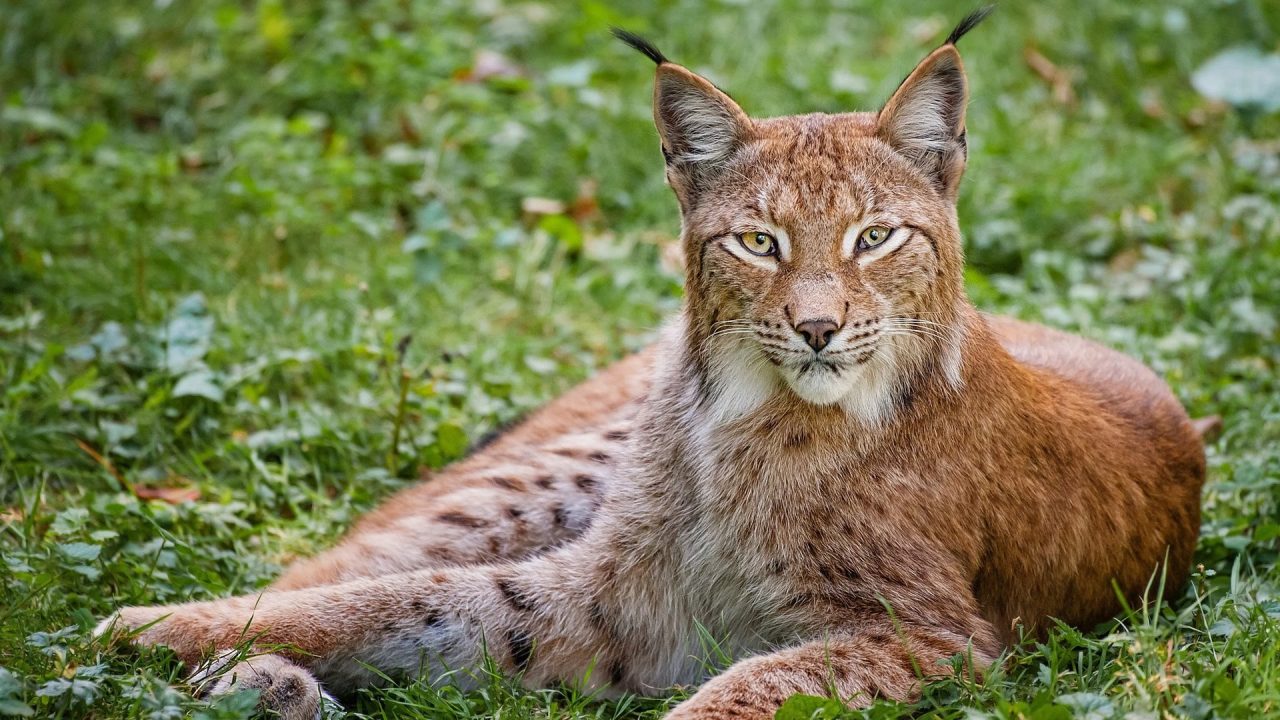 Lynx HD Wallpapers