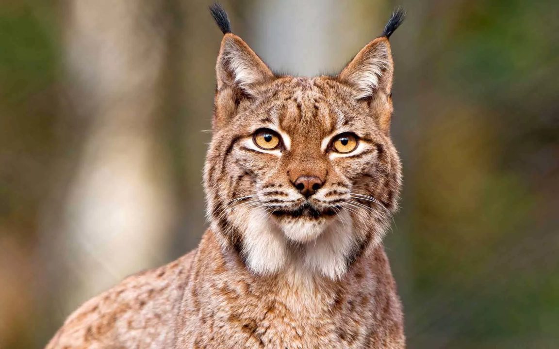 Lynx Photos