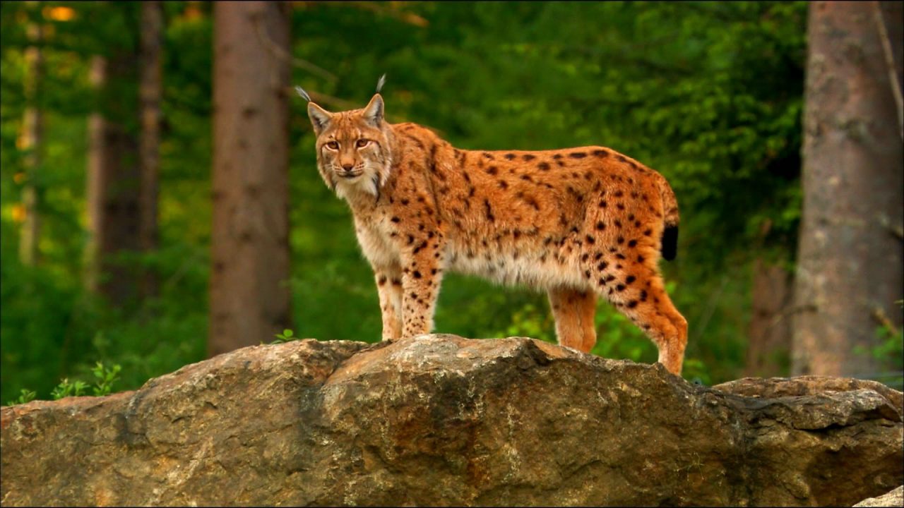 Lynx Pics