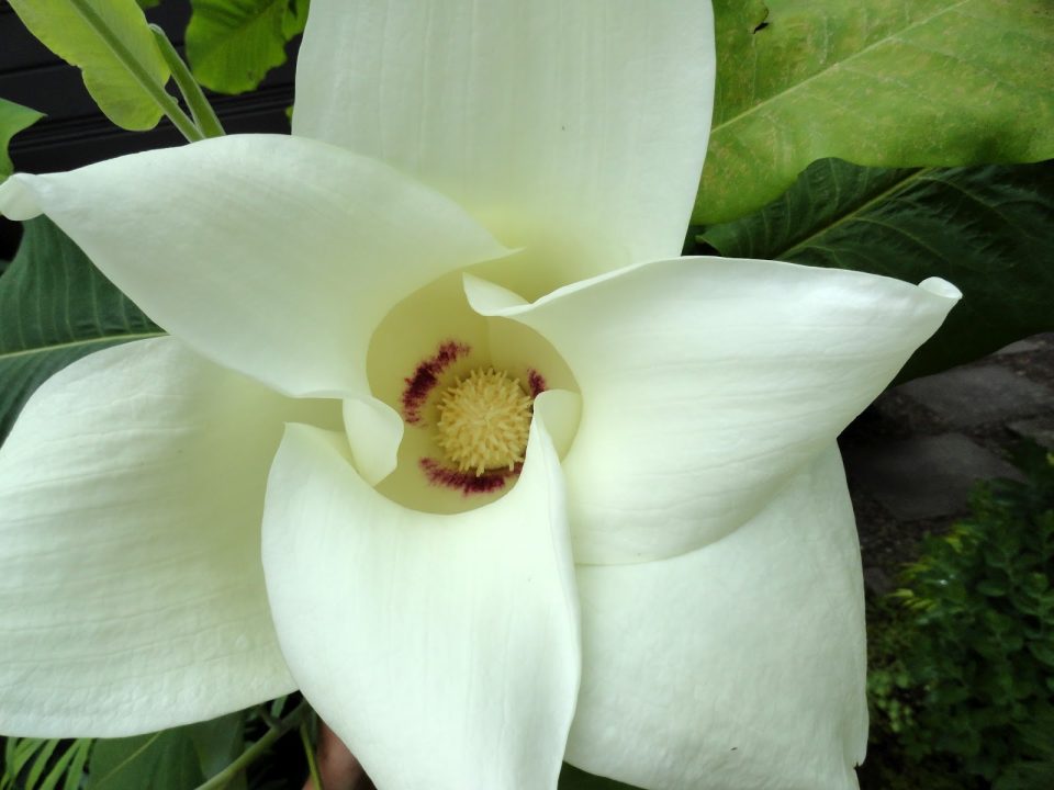 Magnolia Macrophylla