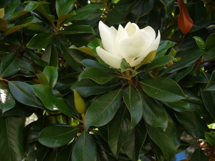 Magnolia Macrophylla Desktop