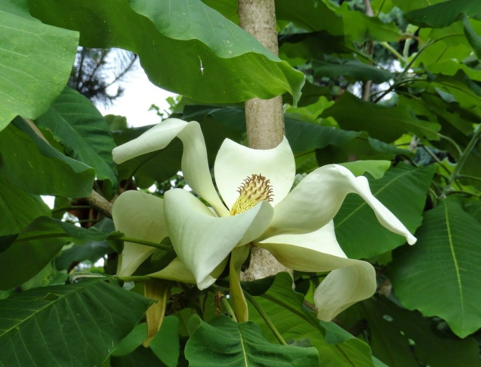 Magnolia Macrophylla HD Wallpapers