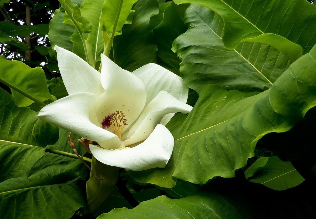 Magnolia Macrophylla High Quality Wallpapers