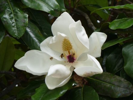 Magnolia Macrophylla Photo Gallery