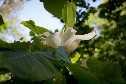 Magnolia Macrophylla Photos