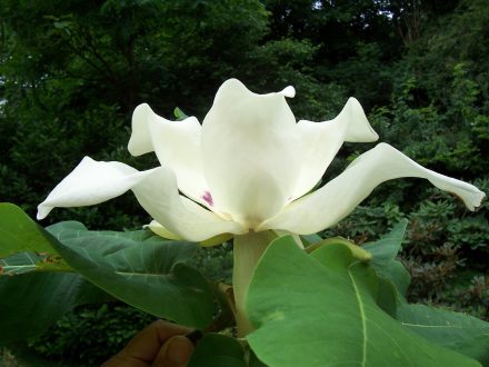 Magnolia Macrophylla Pics