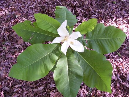 Magnolia Macrophylla Pictures