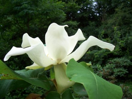 Magnolia Macrophylla Wallpapers