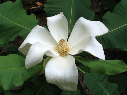 Magnolia Macrophylla images