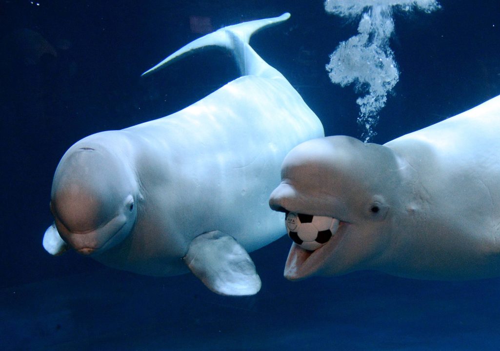 Pictures of Beluga Whale