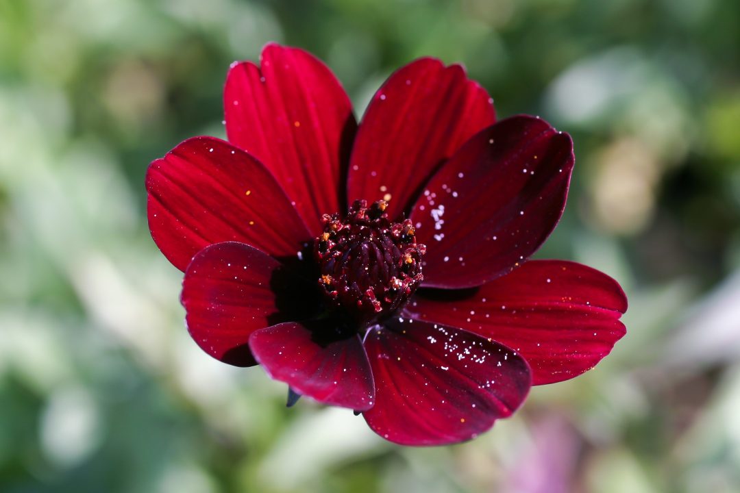Pictures of Chocolate Cosmos