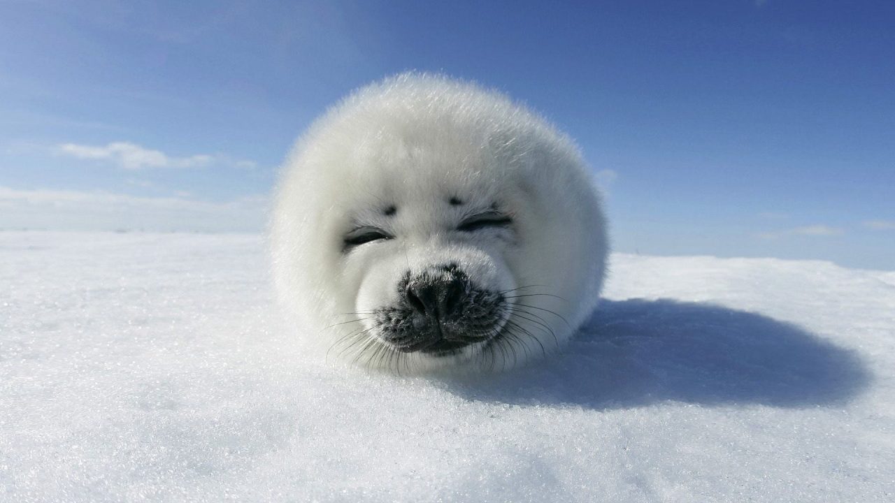 Pictures of Harp Seal