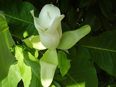 Pictures of Magnolia Macrophylla